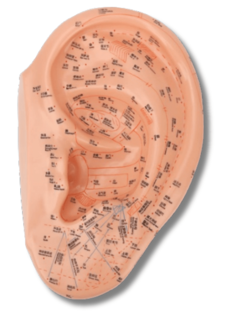 Oreja con mapa de puntos de auriculopuntura, guía para terapia auricular holística.
